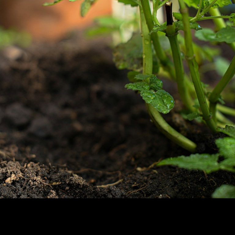 Faithfully Sown photo 21